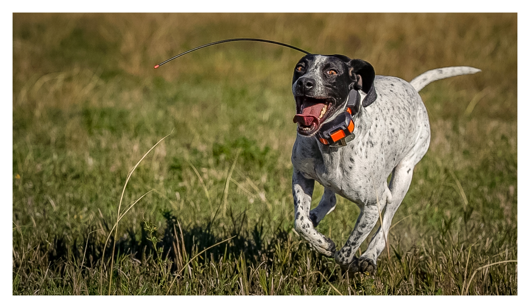 Read more about the article How to Choose a Gun Dog Trainer: An Arizona Owner’s Guide