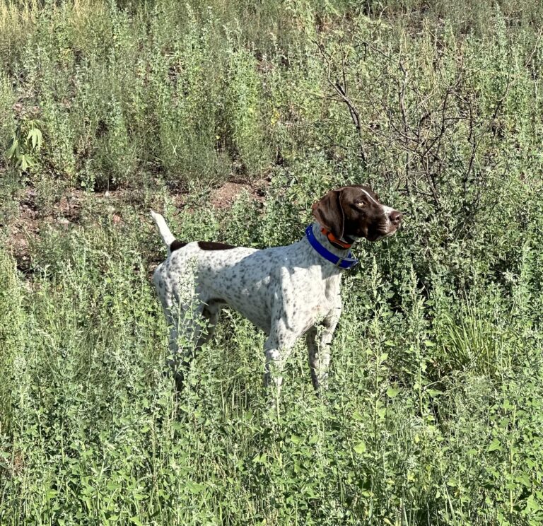 Rupert